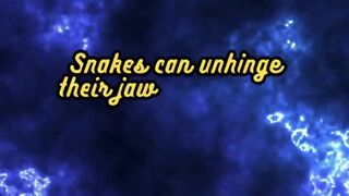 Animal Facts       Snakes      #shorts