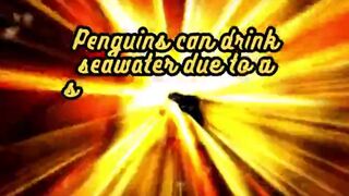 Animal Facts       Penguins      #shorts