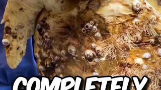 Removing many Barnacles in sea turtle