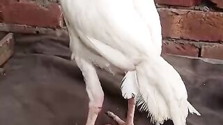 White leged