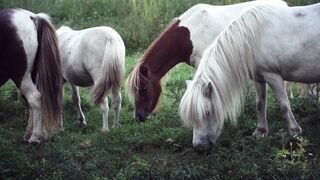 The Majesty of Arabian Horses: A Journey into Speed and Elegance