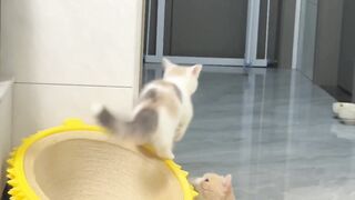 Funny cat 3 : Cute kitten