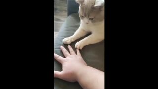 Funny Pets 1