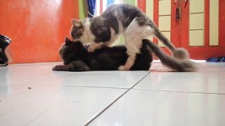 kucing kawin