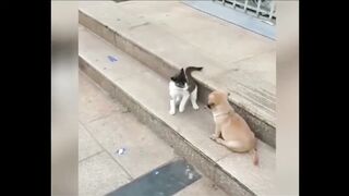 Cat VS Dog Funny Animal Videos @shorts_Full-HD