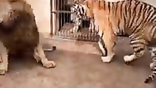 The confrontation between the tiger and the lion. Who is stronger, the lion or the tiger?