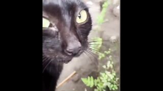 A bunch of cute cat videos.