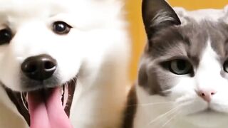 cat and dog guide eBook