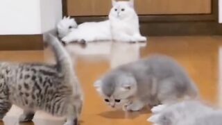 Beautiful cats 11