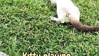 Kitty's Favorite Toy: Top Picks for Hours of Fun