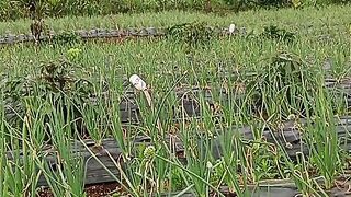 leeks ready to harvest