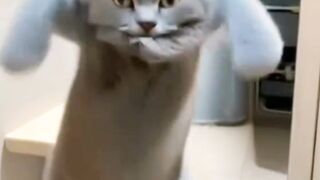 Cat dancing 5