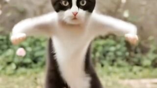 cat dance 3