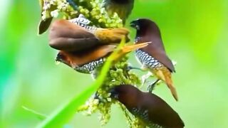 Adorable Scaly-Breasted Munia Flock