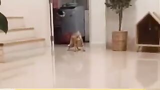 Cat playing victim ????????????