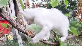 Cute kittens are playing on a vine branch . Funny kittens