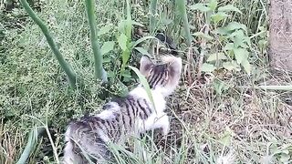 Mother gives milk to her kittens . Cute kittens are playing. 2