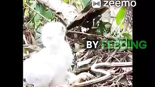 Eagles feed their chicks with snakes