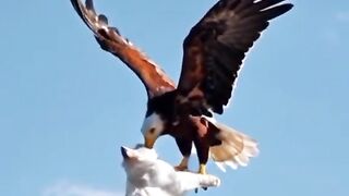 best friend eagle & cat