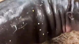 Baby Hippo Moo Deng Gies Viral