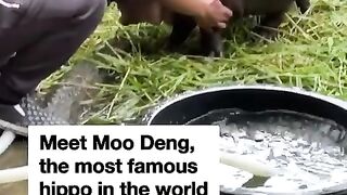 Meet Moo Deng, the most famous hippo in the world