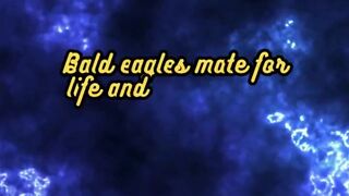 Animal Facts Bald Eagles #shorts