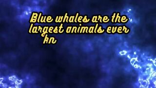 Animal Facts      Blue Whales       #shorts