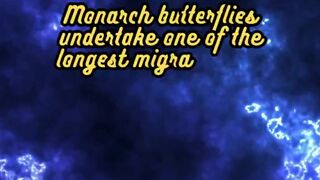 Animal Facts      Monarch Butterflies       #shorts