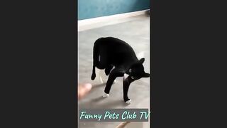 Funny Animal Videos ???? Funniest Cats and Dogs Videos 2024 ???????? @112.