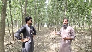 Poplar trees farming -Tree farming in  -Profitable farming -IR FARMS.