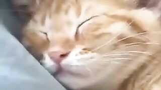 A cat dreams