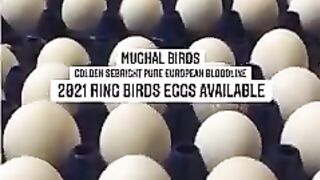 Ring birds