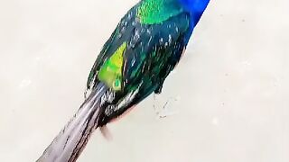 This peacock 2