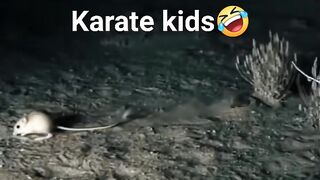 Karate kids 3