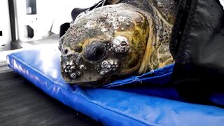 200-Pound Sea Turtle Rescued