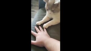 Ultimate Funny Cats Compilation: Hilarious Fails, Epic Playtime, and Adorable Antics!