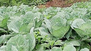 cabbage garden