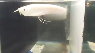 Arowana albino fish