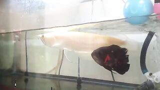 arowana fish measuring 35cm.