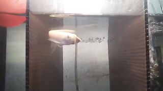 beby albino arowana fish