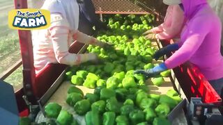 MILLIONS of Colorful Bell Peppers Are Grown And Sorted Every Day