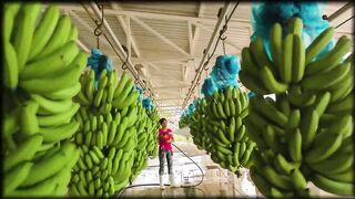 How Millions of Banana Harvested & Processed - Banana Chips Factory