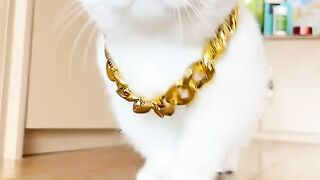 beautiful cat walking //cute cat videos //cats video //so nice cat