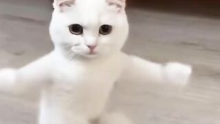 cute cat dance motorcycle //cute cat videos //cat dance motorcycle //motorcycle dance