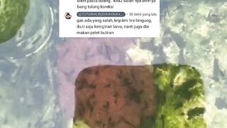 Larva lele tidak mau makan PELET butiran maunya makan PASTA❗Apa penyebabnya❓