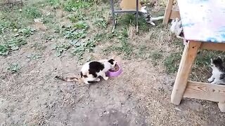 Cute kittens are playing and fighting . Mother cat eats food.