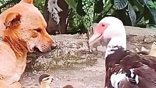 Lol, funny moment when the mother duck got angry with the dog hahaha