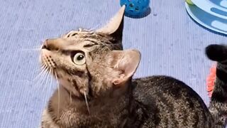 Cute cats shorts trending viral videos animal