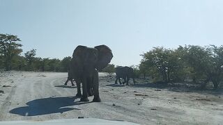 Ethosha Namibia