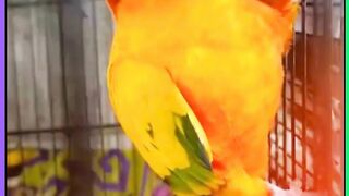 Love Birds cool colours #viral